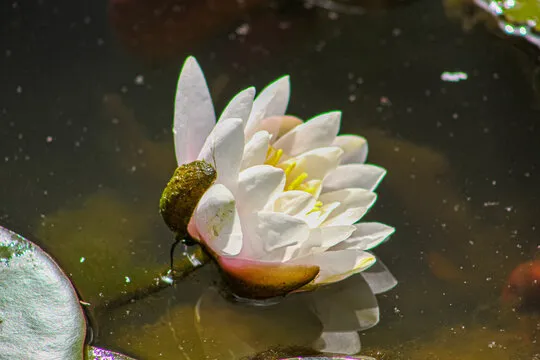 星欧娱乐 App Showcase